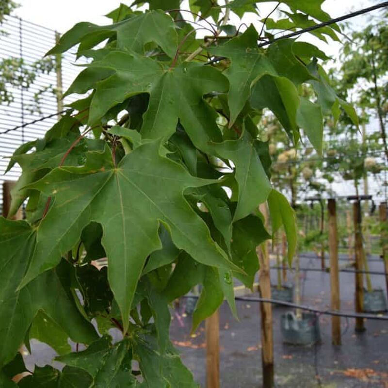 Acer cappadocicum 'Rubrum' 16-18 EHS